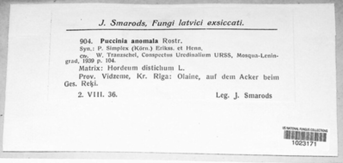 Puccinia anomala image